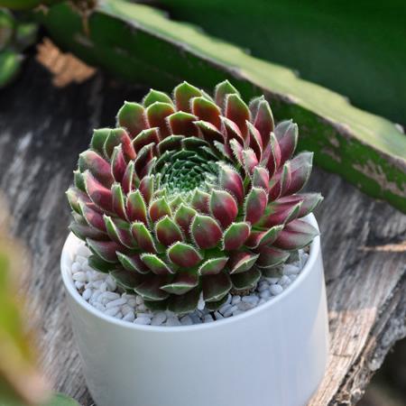 (观音莲的种植方法和注意事项)观音莲的主要内容：种植技巧、养护方法和营养需求详解
