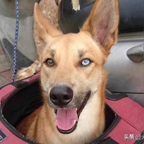 (长期被打的狗会怎样)长期被殴打的狗狗会表现出的症状与行为特征
