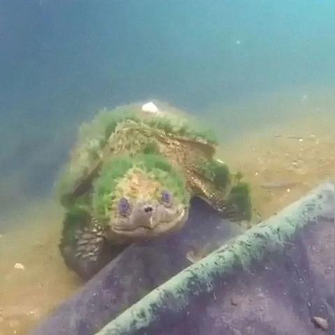 (深海恐惧症挑战视频)探索深海恐惧症：勇闯深海世界，挑战你内心的恐惧